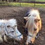 Hier was ik niet voor naar huis gekomen; pony's uit de wei halen☺. Fijn kunnen trainen thuis😀 #TussenstopThuis #RuitersInOranje