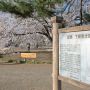 【天平の丘公園】淡墨桜は国分尼寺跡に6本ほどが植えられています