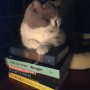 De eerste uren van de dag breng ik altijd schrijvend door. Mijn vrouw bracht deze literaire kompaan in mijn leven. Zijn adagium komt van Hermans; Nooit meer slapen. En dat is in die vroege uren heel gezellig. #ochtendroutine