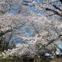 【城之内公園】こじんまりとした公園なんだけど毎年来てしまうんですよね～