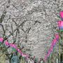 【権現堂桜堤】今年も桜のトンネルが完成