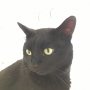 What a handsome moggie you are, Jock. 