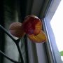 Bijna open :D #orchidee