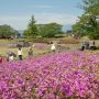 【長峰公園】見頃を終えたサクラに変わってツツジが満開となりました