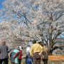 今年初めての桜撮影、天平の丘公園に行ってｷﾀ━━ヽ(ﾟ∀ﾟ )ﾉ━━!!
