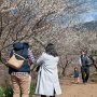 【筑波山梅林2017】麓の川沿いに植えられた白梅 斜面に植えられたものとはまた違った自然な雰囲気がいい感じです 