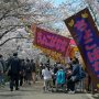 【埼玉県・大宮公園の桜】ちょこばななの存在感ｗｗｗｗｗ 