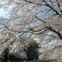 【真岡市・行屋川の桜】やっぱもうちょっと日の高い時間帯に来たかったな... 