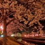 【栃木の桜】真岡市・行屋川周辺の夜桜 近場の夜桜スポットといえばやはりここ！ 夜はヨッパライも一杯♪