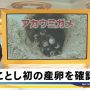 よーじ！よーじ、今年も表浜海岸にウミガメ産卵しにきてくれたよー！！！北海道から来るのは無理よね、産卵したよー！