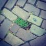 Love these natural Bonzai spots in the city