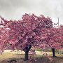 🌳🌸🌸🌸