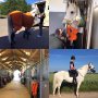 Na 3 jaar heeft "Toby" (Tobruk) onze stal verlaten om z'n sportcarrière voort te zetten in Zweden. Naast dat we mooie resultaten hebben behaald, was Toby een heel fijn paard om mee te trainen en in de omgang. We zijn blij dat we weten dat hij op z'n plek is bij Ines Amoudruz en hopelijk zien we hem volgend jaar bij de junioren! #Tobruk