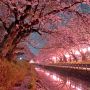 【真岡市・城山公園】やはりここ数日の雨雪でかなり散ってしまいました