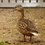 Moeder eend #natuur #dieren #eend