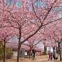 【宇都宮城址公園の河津桜2017】同公園の河津桜は来週末くらいまでなら何とか見れる感じでしょうかね さて次はどこに行こうかな？