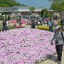 【あしかがフラワーパーク2017】正面ゲートを入ってすぐにある大花壇「フラワーステージ」 