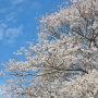 【天平の丘公園】見上げれば春の風が吹く～♪