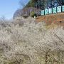 職場近くにある市貝町 観音山梅の里 今年はやっと咲き出したくらいかなー