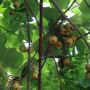Kiwi's. Bij #Lafleurbleue. 