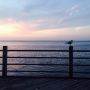 Lonely? Or perfectly lonely? 