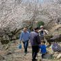 【筑波山梅林】家族での記念撮影も捗りますね♪ うーん春すなぁ