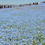 【ひたち海浜公園2016】丘の頂上を目指す人々 比較的緩やかな斜面なのでお年寄りにも優しい (◍•ᴗ•◍) 