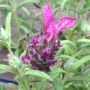 Roze kuiflavendel