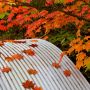 紅葉とは短い秋の煌めき也