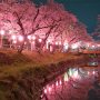 【真岡市・行屋川水辺公園の桜】今年は菜の花が少ないのがちと寂しいな～