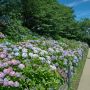 【幸手市権現堂の紫陽花】色落ち盛んなり そろそろ終わりですかねぇ