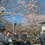 【天平の丘公園】露店の立ち並ぶエリアは一足早いお花見モード ここの桜は八重桜が終わるまで長い期間楽しめますよ～ 