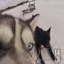 Had a great time on a #DogSled today! #AplDHuzes