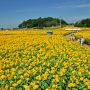 【明野のひまわり】満開になるとこんな感じです