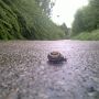 Slak door de regen