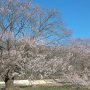 【栃木】早咲きの桜として知られる下野市の天平の丘公園にある淡墨桜がようやく開花！ 北関東もいよいよお花見シーズンスタートだぜ！