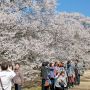 【天平の丘公園】今日は昨日以上にお天気に恵まれた事もあり朝から凄い人出です 記念撮影も捗りますな