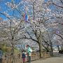 【城之内公園】比較的早咲きなここの桜、概ね見頃に入ったと言っていいでしょう