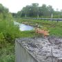   Dat is nog eens een sprinkhaan... #everglades