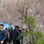 【あしかがフラワーパーク2017】うす紅橋 