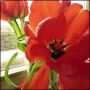 tulpen #bloemen #voorjaar #lente #rood 