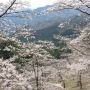 【妙義山さくらの里】今日は花曇りの一日でした もうちょっと日差しがあったらなお良かったなー