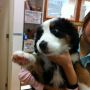 前にバーニーズ迎え入れそうなったことはあるんだよなー小型犬もかわえぇなとは思うんだけど(*´ω｀*)