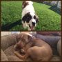 We just welcomed these 2 sweet baby girls to our family :)