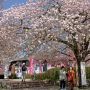 今日は八重桜が見頃を迎えた天平の丘公園に行ってｷﾀ━━ヽ(ﾟ∀ﾟ )ﾉ━━!!