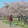 【茨城県・桜川の桜】わんわんお！ Uo･ｪ･oU 