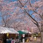 【常陸 風土記の丘】売店周辺のソメイヨシノ 