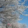 【桜紀行2014】栃木市・金崎思川堤の桜 だいぶ地面に落ちた花びらが増えてきたのであと数日と言った所でしょうか 今週末まで保つかな...