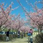【宇都宮城址公園の河津桜】今シーズン最初の桜撮影、上々のスタートを切れたようだ 同公園の河津桜が満開の時に訪れたのは実は初めてだったりします♪