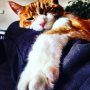 Hoe chill! Wanna be a cat! #love #haha #watnee #heerlijk #heerlijk #ja